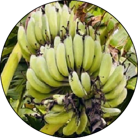 ふるさと納税<br>（ふるなび）