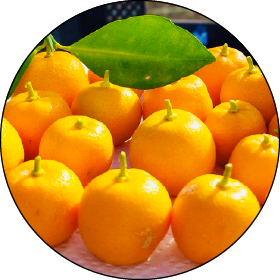 四季柑<br>（しきかん）